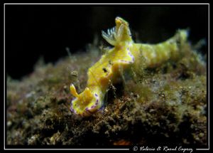 Ceratosoma tenue by Raoul Caprez 